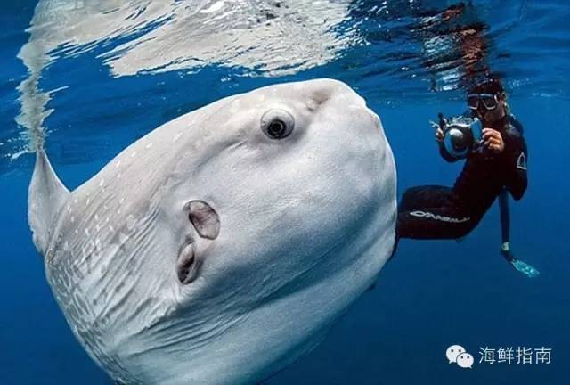 梦游鱼海，解析梦见好多鱼在洗衣机里的深层含义