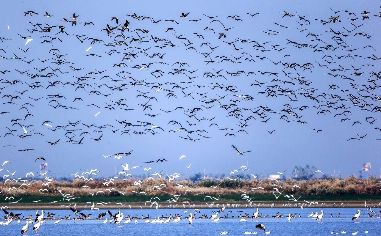 江西省确定白鹤为“省鸟”，98%的白鹤在鄱阳湖越冬