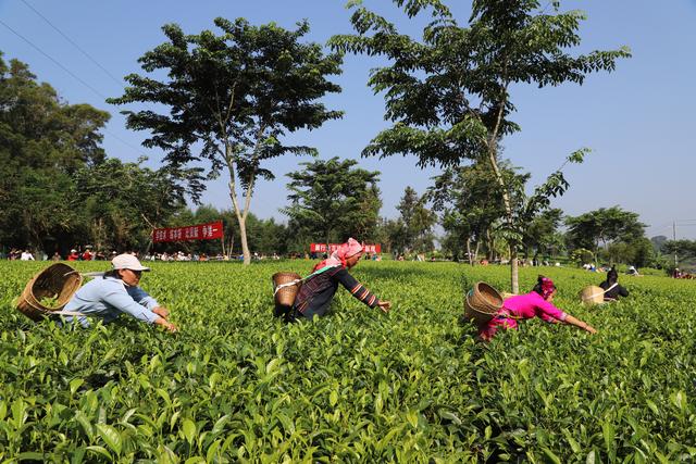 勐海总人口_勐海茶厂所有茶图片