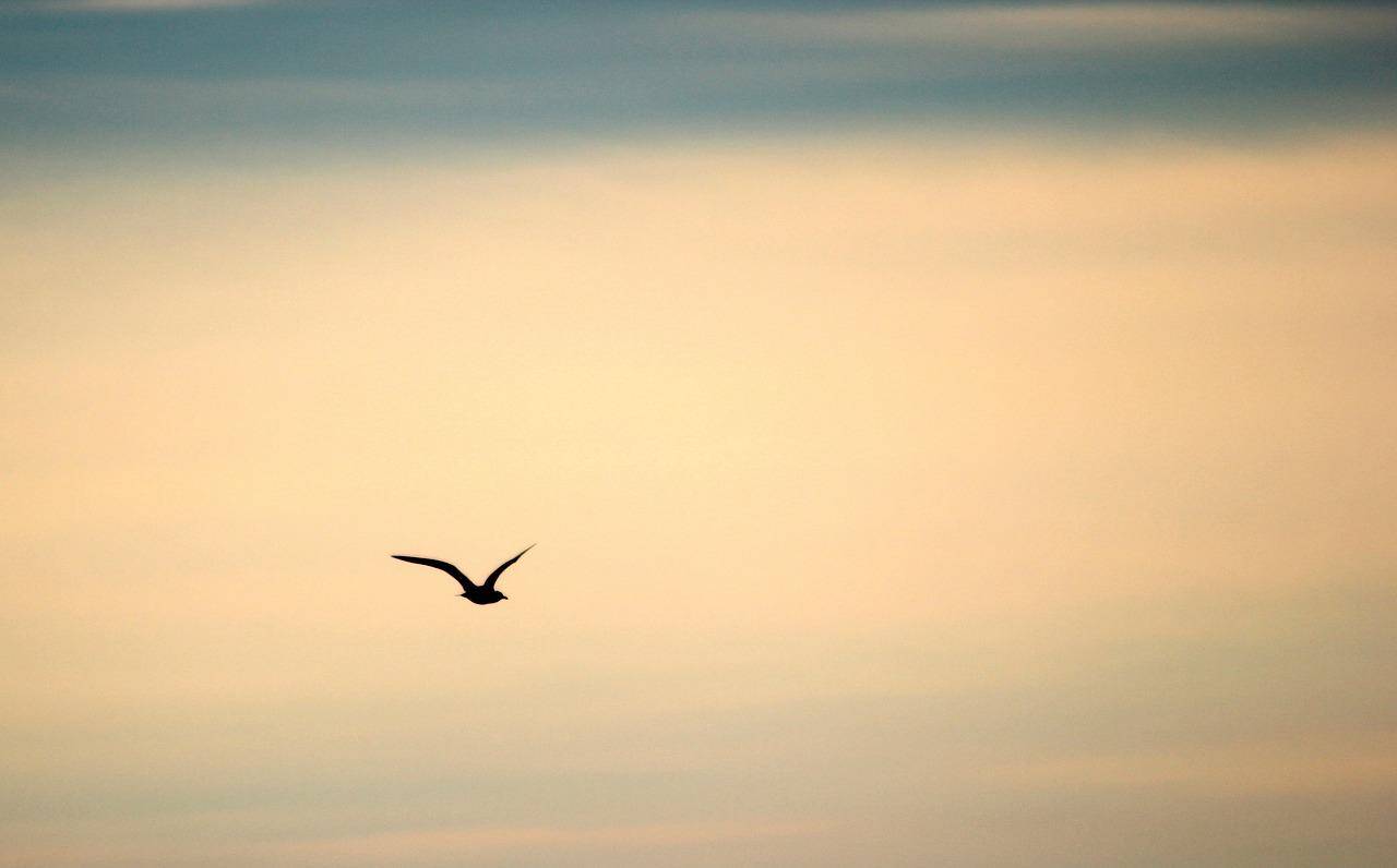 不登高山的下一句