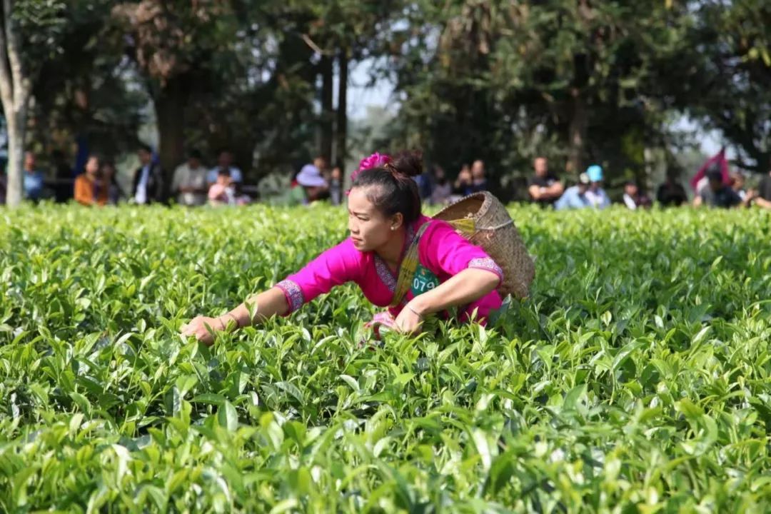 勐海总人口_勐海茶厂所有茶图片(2)