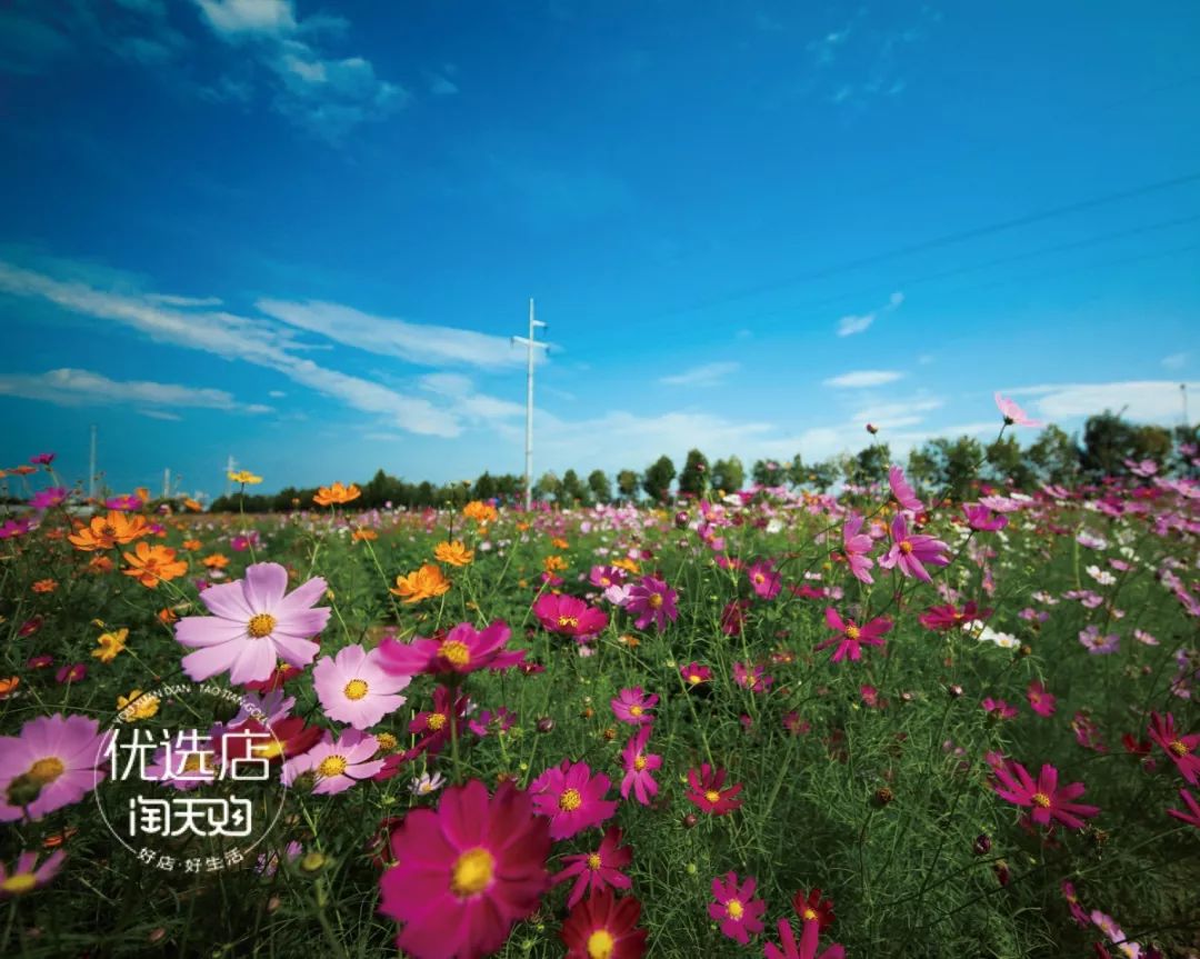 2019运城花海文化节盛大开幕1元购票一起徜徉万里花海享受田园风光