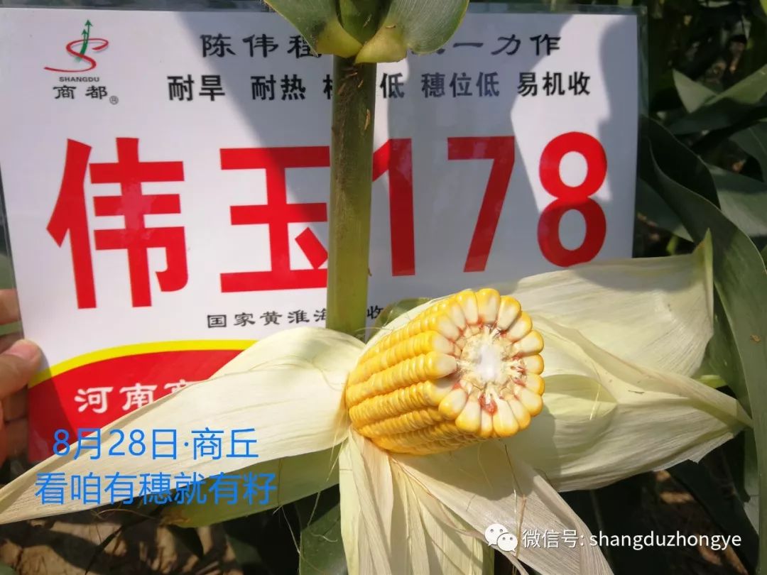 还能说啥?不赖真不赖耐旱耐高温矮秆宜机收伟玉178牛!真牛!
