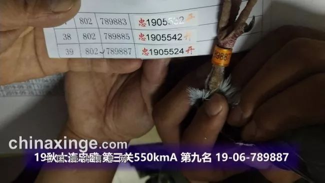 辽宁忠盛第三关打了一场硬仗张斌强势霸榜