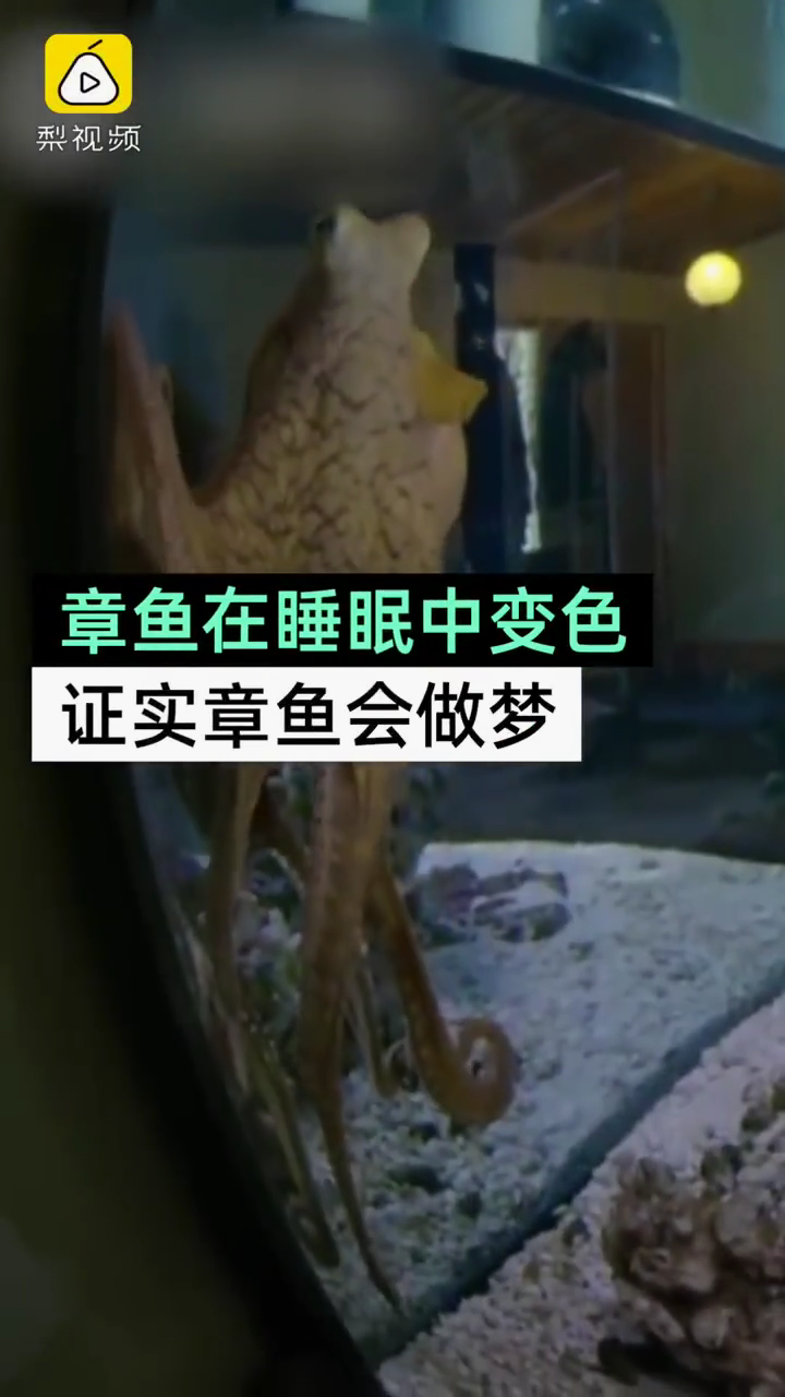 梦境中的挑战与征服，解析梦到蛇赶都赶不走，准备咬我时我捉住了蛇的头