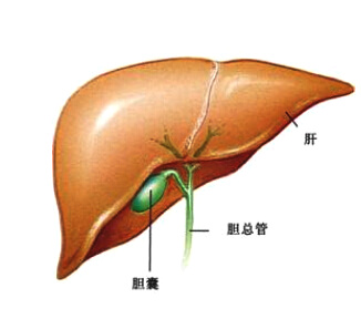 结石药的原理_所以根据我们人自身的生理特点,理论上最大横径为0.6cm以下的结石都可以用药物(2)