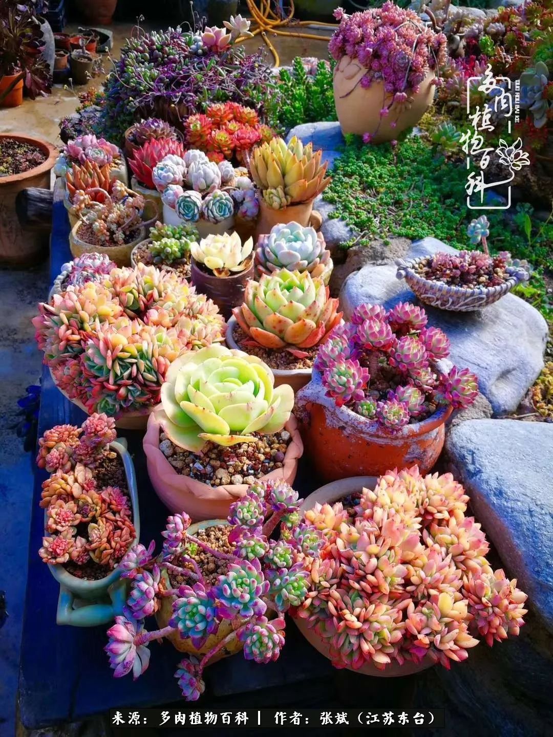 多肉小院设计效果图 e1c2afa5deb342728300f56145f27609.jpeg