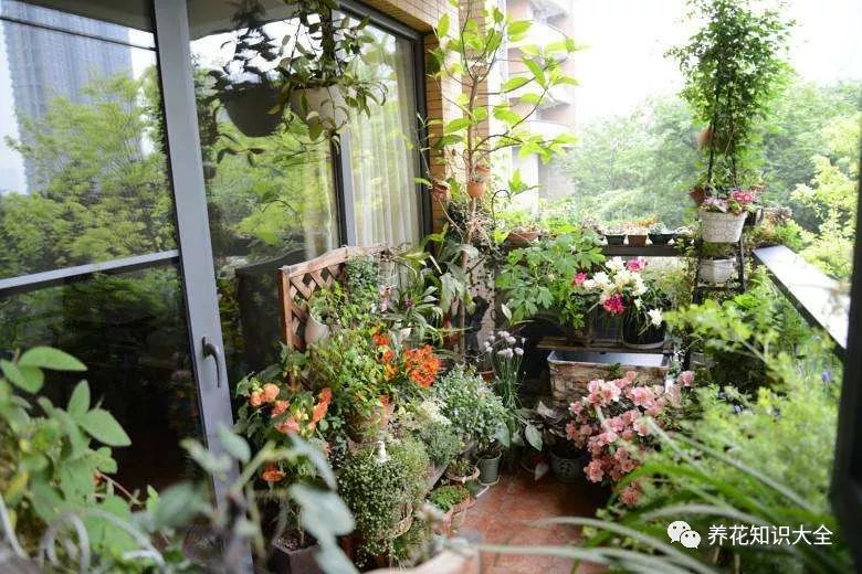 阳台种什么植物好看又耐养 e533004a21714e658948c6834a5803b8.jpeg