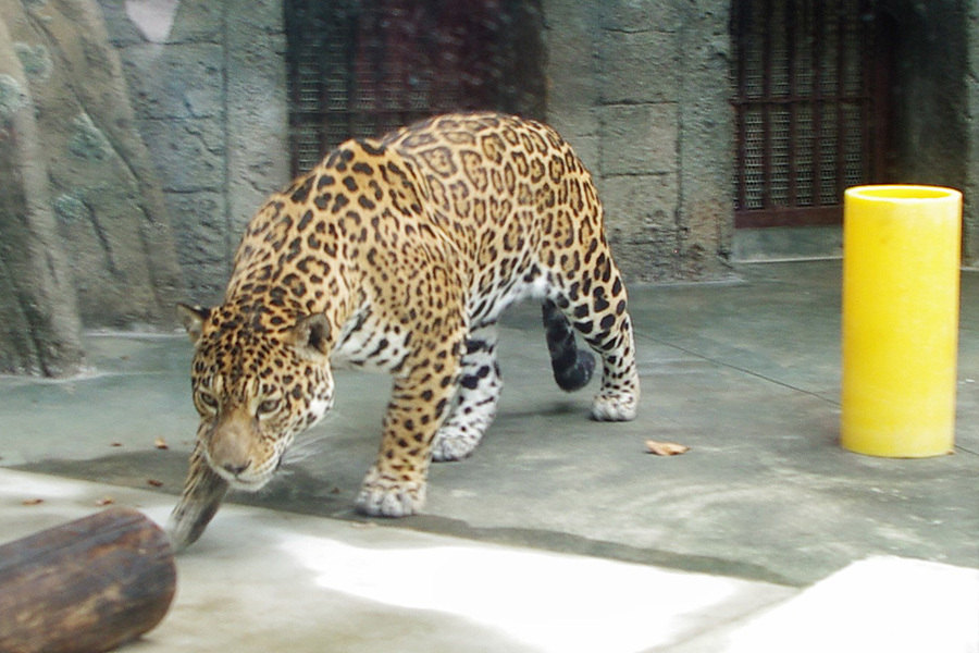 上海动物园美洲豹亮相日本：受游客欢迎在日公开征名
