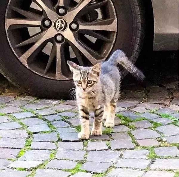 带狗散步遇流浪猫拦路打劫，可狗砸却很兴奋：这是爱上了？