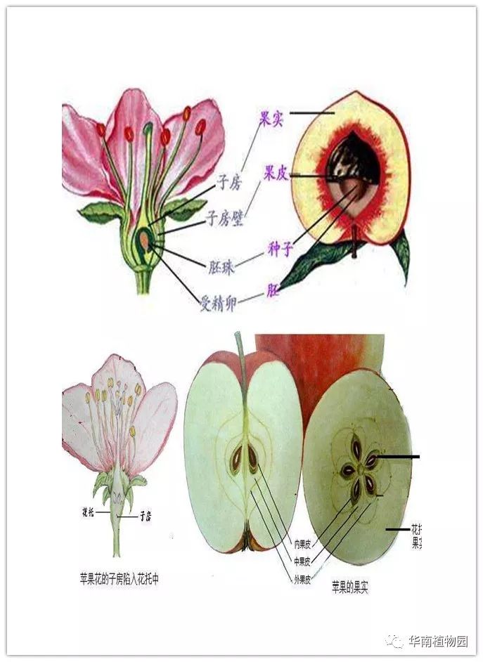 果皮是由子房壁发育而成,一般可分为外果皮,中果皮和内果皮三层结构