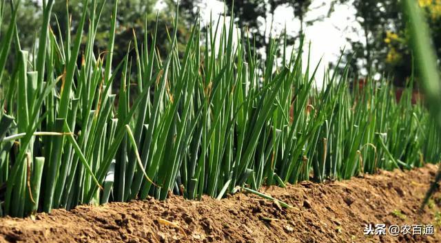 怎么种大葱长得快 f826334e77da4814889a1cdb02be8168.jpeg