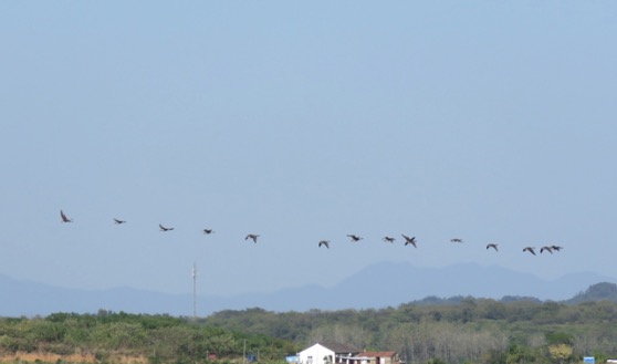 首批候鸟飞抵鄱阳湖同比去年早了5天