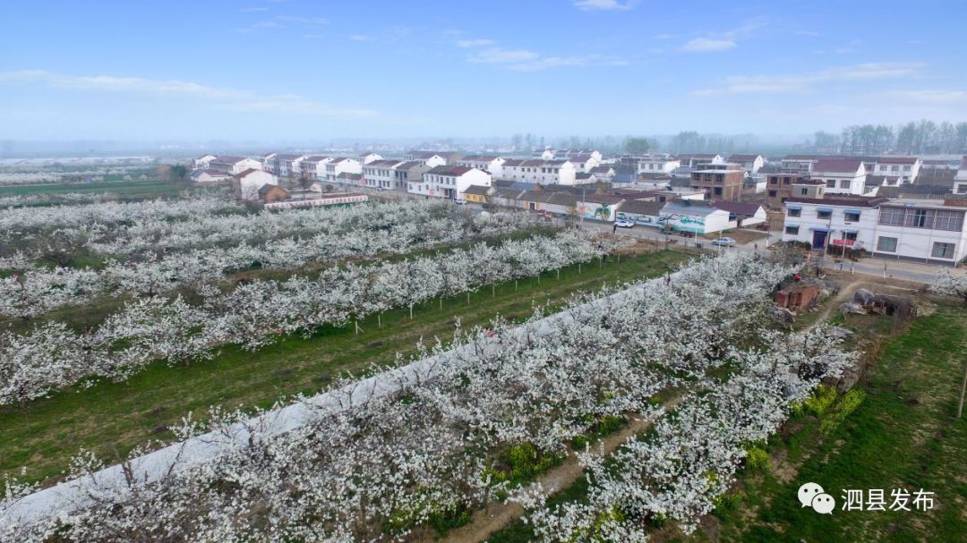 泗县(2个)大路口乡龙湖村,大庄镇曙光村大路口乡龙湖村泗县大路口乡