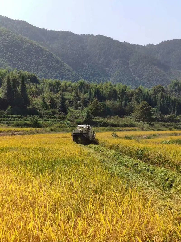 美夏村人口