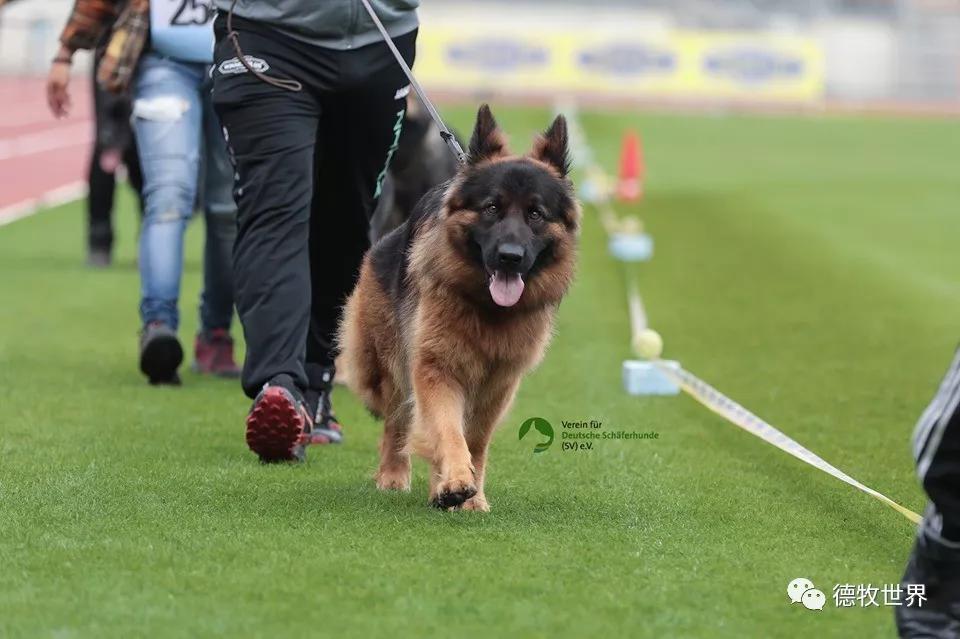 2019年德国牧羊犬sv德国本部展,开始比赛感受赛场气氛