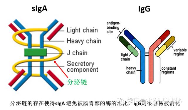 母乳生成的原理_二、 原理   活体生物荧光成像技术是指在小的哺乳动物体内利用报告基因-荧