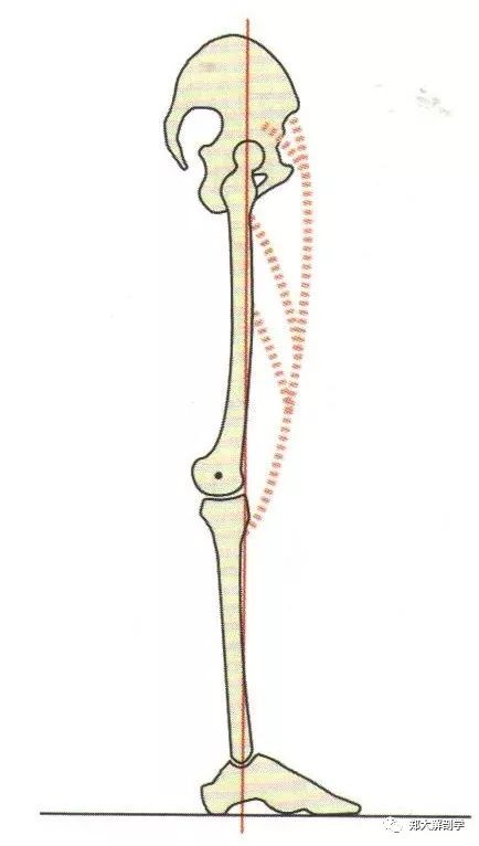 股四头肌无力时负重轴的轨迹