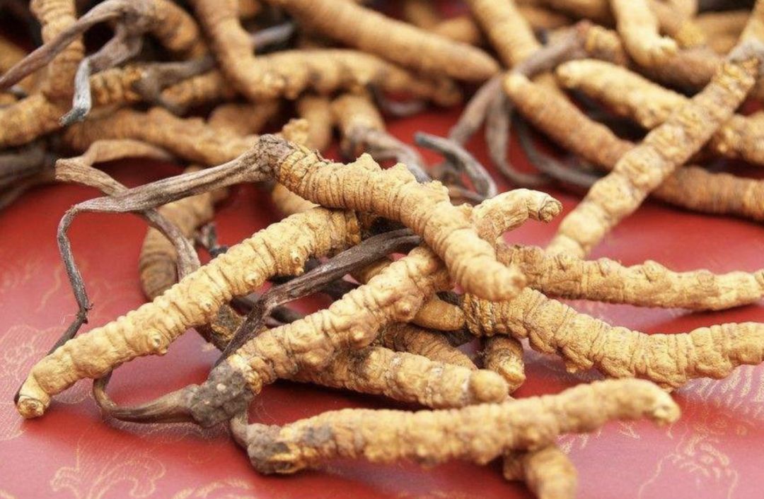 地虫草的功效与作用 347dce562d8643c1bdbeb62f51591bef.jpeg