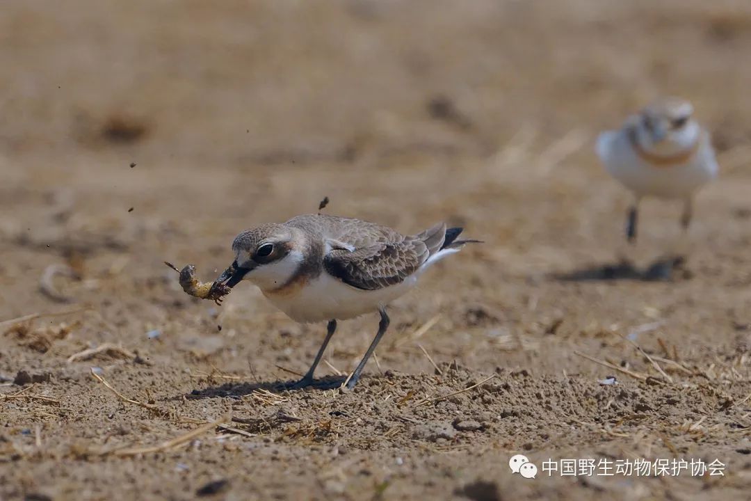 观鸟天地丨北京野鸭湖迁徙季鸻鹬觅食影像观察