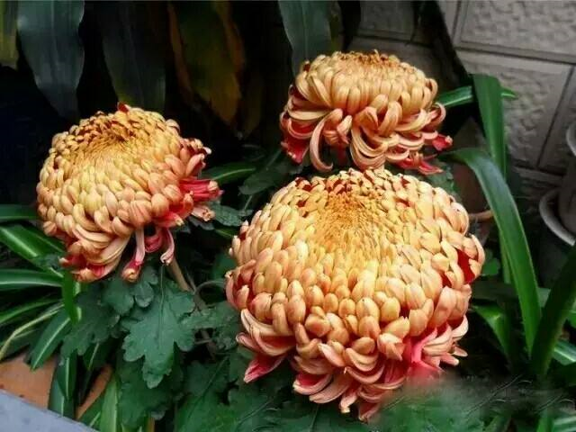 什么方法可以快速催花 62e44a873bb74b02bf73947f2e4bb166.png