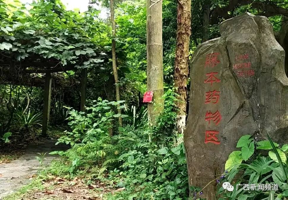 广西药用植物园 10月1日出生免门票