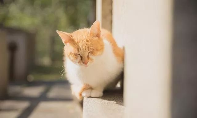 如何让自己心情好点 6c0f99ecebfe4a9ab5528bfb23e36047.jpeg