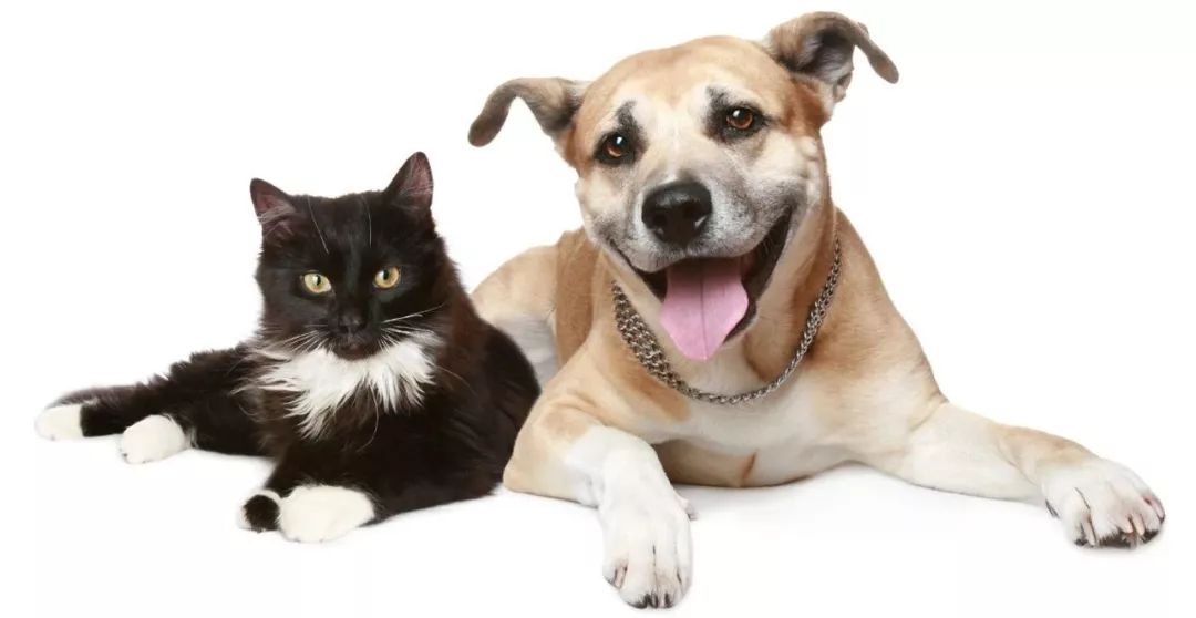 梦中惊现，孩子被狗咬——解梦之旅的深度探索