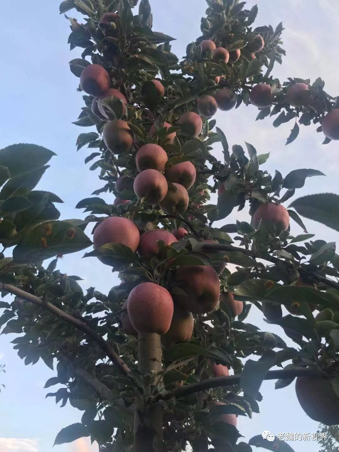 神机妙算刘伯温传说曲谱