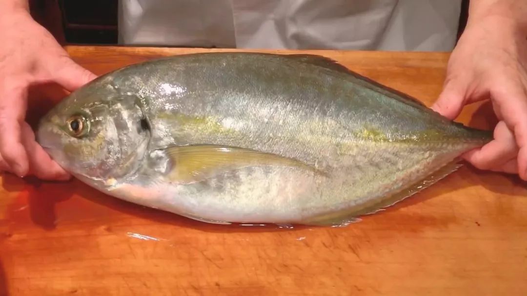 缟鲹又称大竹荚鱼,島鰺,属鱼类中最佳鱼种,夏末秋初是缟鲹最美味的