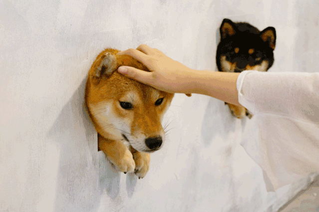 8da5cf89f2674eb9afcee3058999d9d9.gif