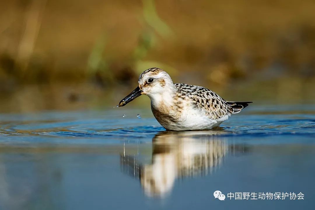 铁嘴沙鸻吃软体虫子林鹬吃虫卵铁嘴沙鸻吃软体虫子观察发现,鸻鹬类鸟