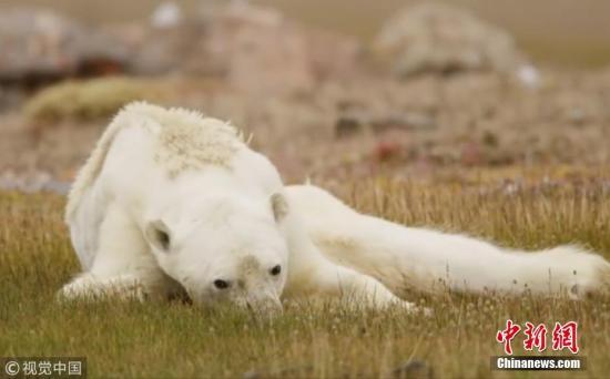 北极冰融速度比预计更快专家忧北极熊生存受威胁