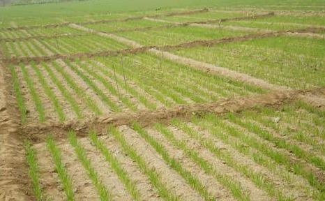 一农民种植了1小麦gdp_小麦为何会大片死亡,原来是因为这几点