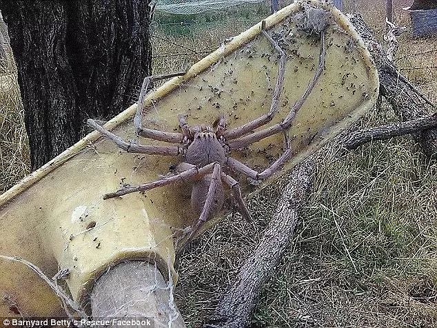 吓尿了!澳洲巨型蜘蛛生吞负鼠,原来蜘蛛才是土澳食物链王者.