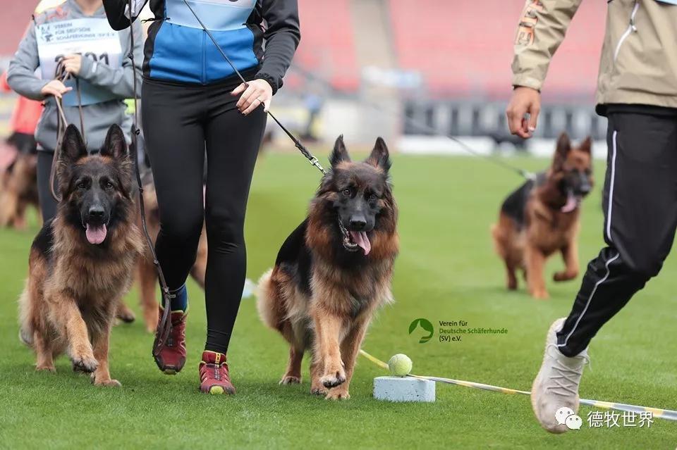 2019年德国牧羊犬sv德国本部展,开始比赛感受赛场气氛