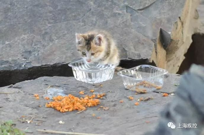 流浪猫水盆内的积水