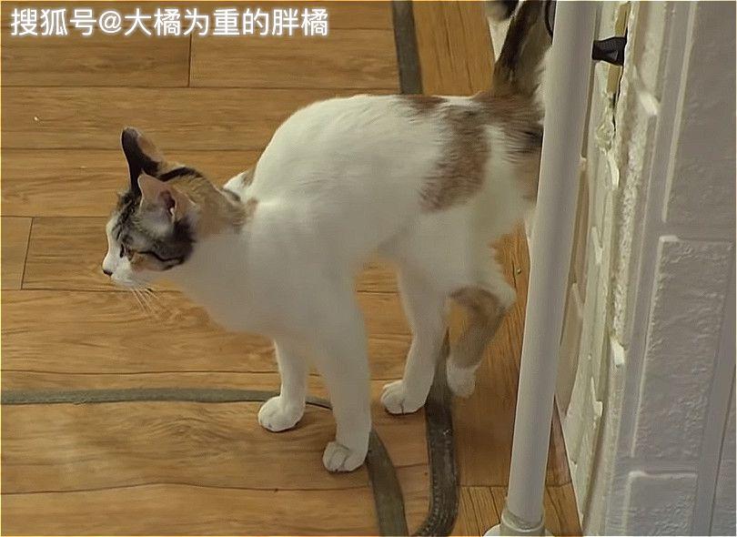 原创猫咪经常往主人脸上撒尿被骂时却显得很乐意原因让人心疼