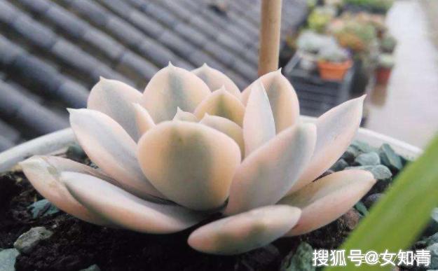 多肉怎么种植在家不死亡 bcac548a5ba342d8a7d67fd1a96f008b.jpeg
