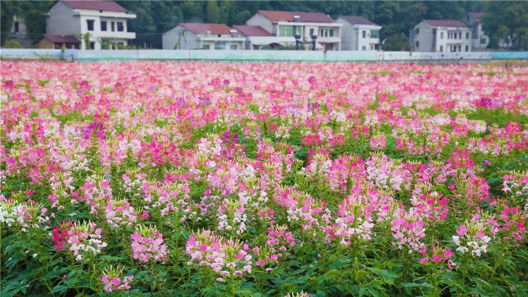 印象花海百花盛开,最低票价18元_桃江