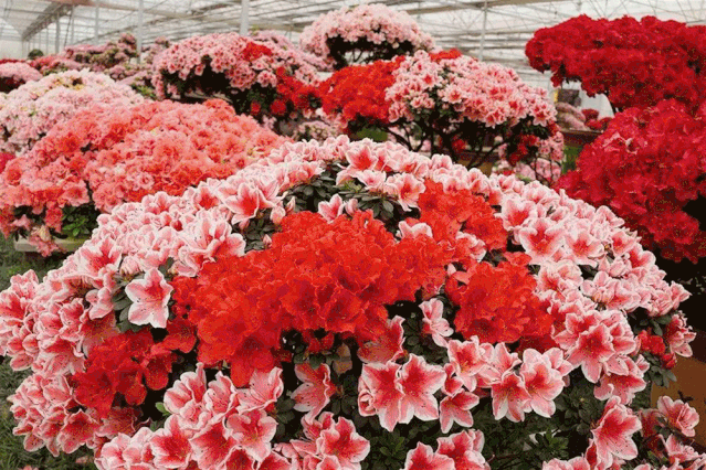 30 游玩项目,花海乐园,球幕影院,双层海洋转马,海盗船