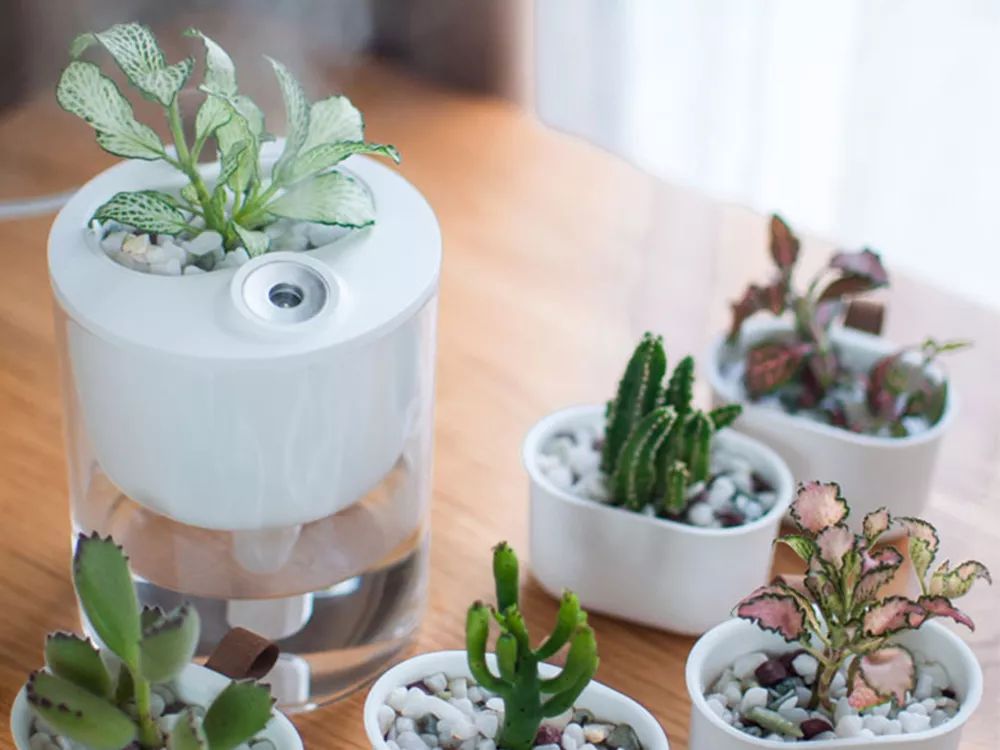 一款能diy种绿植的加湿器一秒治愈负能量