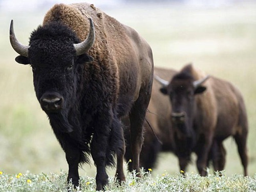 Bison Tongue Recipe: A Tender and Flavorful Delight