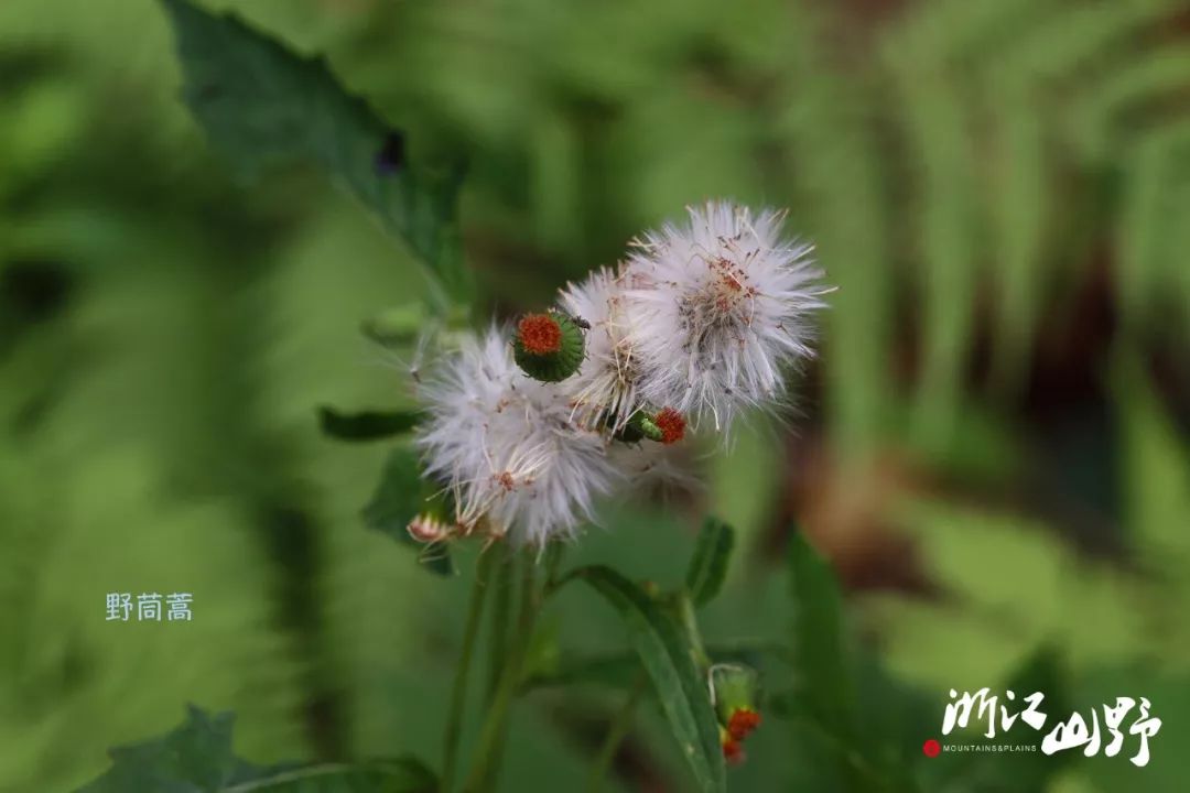 自然故事 | 山中秋已半,古道寻花来