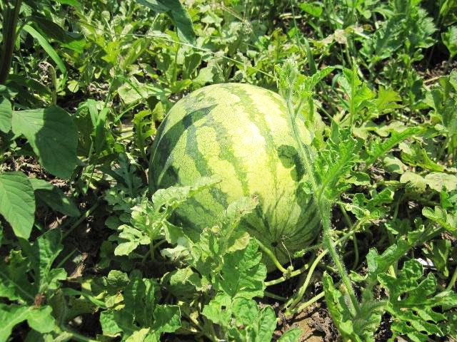 西瓜怎么种植不会死 f3491b71ccbf4638804d7315f7e7f51d.jpeg