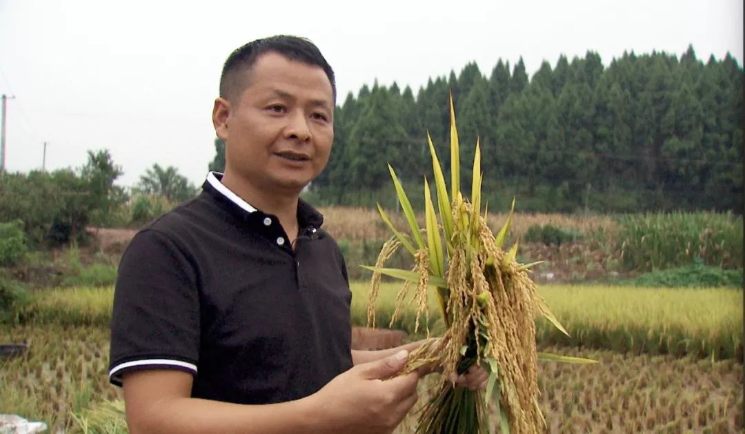 致富经养虾_致富经淡水虾养殖视频_致富经养殖虾