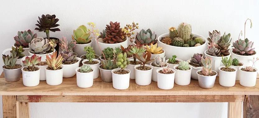 多肉小盆栽手提袋 fb86d220e59e46738c5191b1a145111c.jpeg