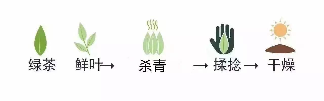 1,绿茶  绿茶的加工工序