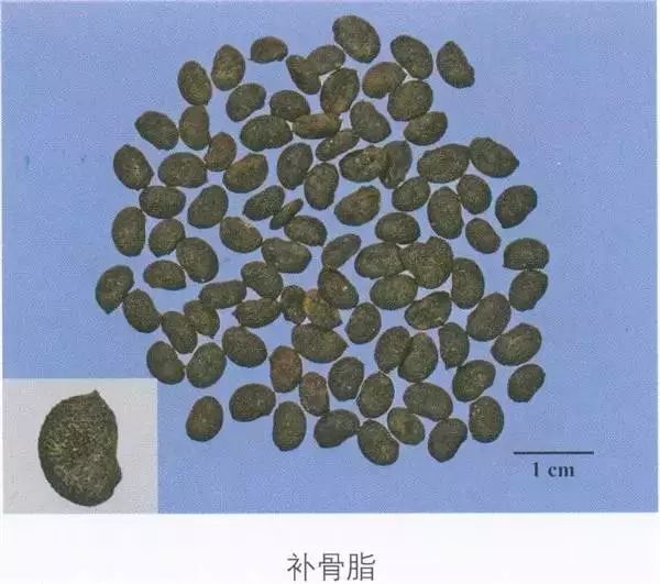 每天最少学一味中药补骨脂