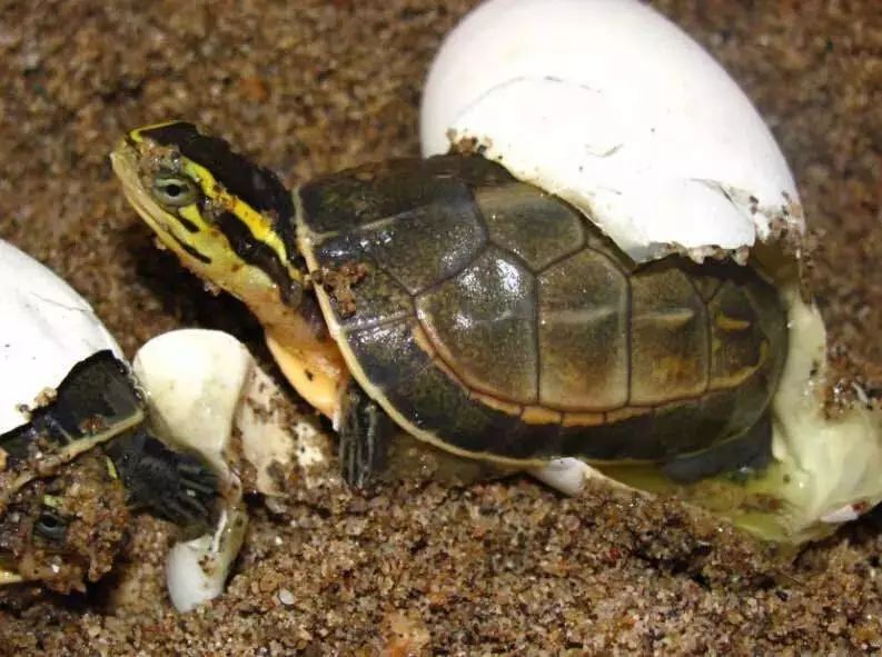 们学会了孵化乌龟蛋 带受精蛋回家继续体验孵化小乌龟出壳的乐趣吧
